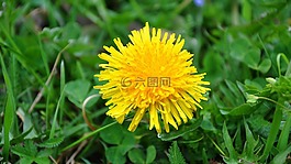 蒲公英,黃色花,春天