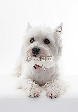 狗,動物,寵物