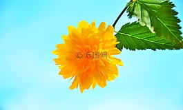 黃色花,春天,陽(yáng)光