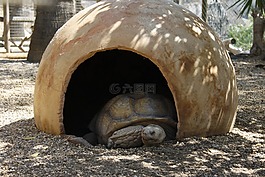 龜,動(dòng)物,動(dòng)物園