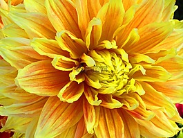花,dahalis,花的