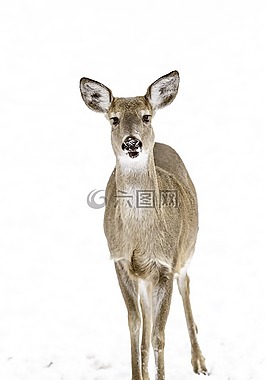 鹿,動物,冬天