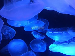 海洋,海蜇,海