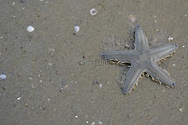 海星,海滩,自然