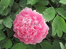 牡丹,牡丹花,鮮花