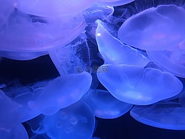 海洋,海蜇,海