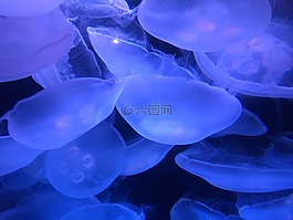 海洋,海蜇,海