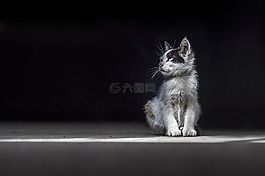 貓,可愛(ài),動(dòng)物