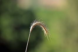 自然,戶外,夏天