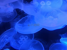海洋,海蜇,海