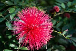 calliandra haematocephala,开花,厂