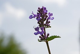 花,開花,性質(zhì)