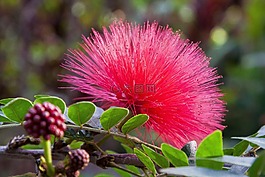 calliandra haematocephala,开花,叶子