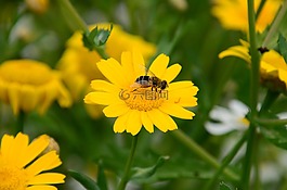 蜜蜂,宏,翼