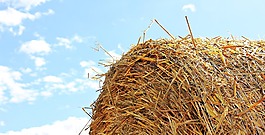 秸稈的作用,收獲,秸稈