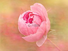 玫瑰,花,開(kāi)花