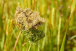 野胡萝卜,开花,褪色