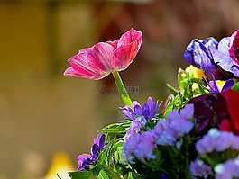 花,自然,植物區(qū)系