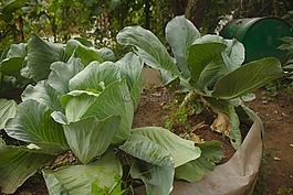 卷心菜,花園,新鮮