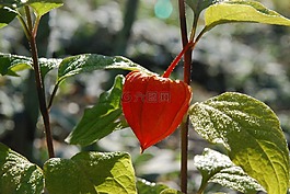 性質(zhì),籠,愛(ài)情