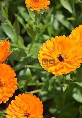 鮮花,橙,開花