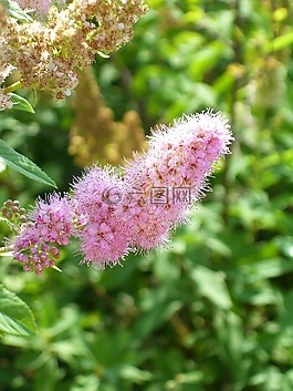 春,布魯姆,鮮花