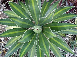蘆薈,植物,戶外