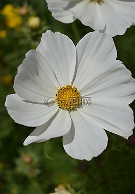 花,關(guān)閉,開(kāi)花