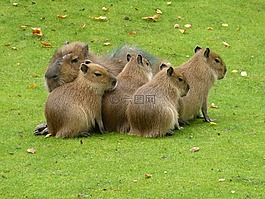 動物園,哺乳動物,動物