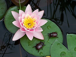 水中百合,甲蟲(chóng),性質(zhì)