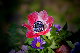 花,植物區(qū)系,自然