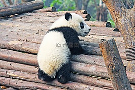 黑色和白色,可愛的,國家動物