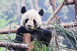 黑色和白色,可愛的,國家動物