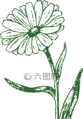 瑪格麗特 ·,花,雛菊
