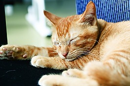 貓,萌寵,動物