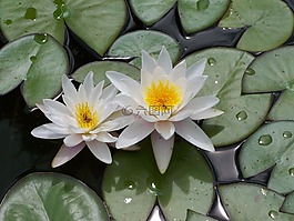 水中百合,水,性質(zhì)