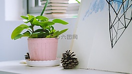 室内,盆栽,桌面