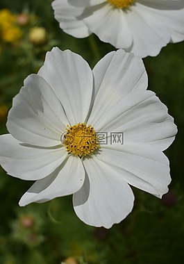 花,白,夏季