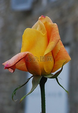 粉色,花園,鮮花
