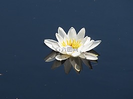 水中百合,水花卉,花卉