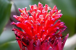 coussapoa麦,花,花序