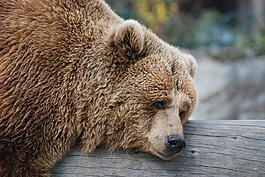 熊,休息,動(dòng)物園