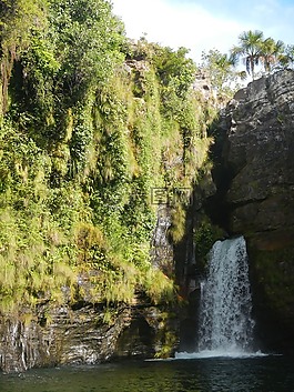 花卉,性質(zhì),綠色