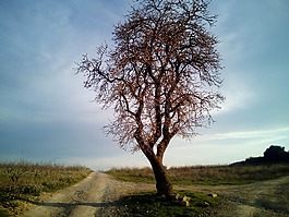 杏仁樹,樹,性質(zhì)