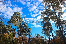 森林,樹(shù)木,天空