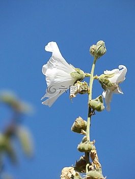 花,白,藍(lán)色