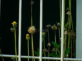陰影,植物,性質(zhì)