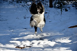雪,冬季,戶外