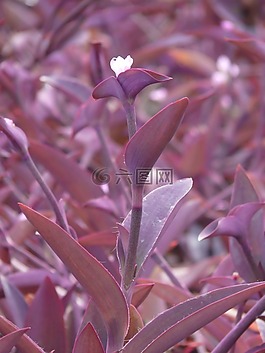 墨西哥 dreimasterblume,三個主花,開花