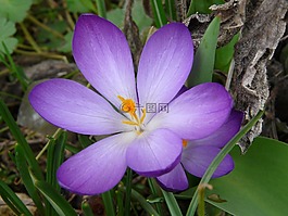 花,番红花,紫